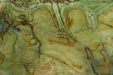 Polished Gary Green Jasper (Larsonite) Bog Wood Section - Oregon #371001-1
